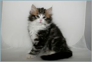 Male Siberian Kitten from Deedlebug Siberians